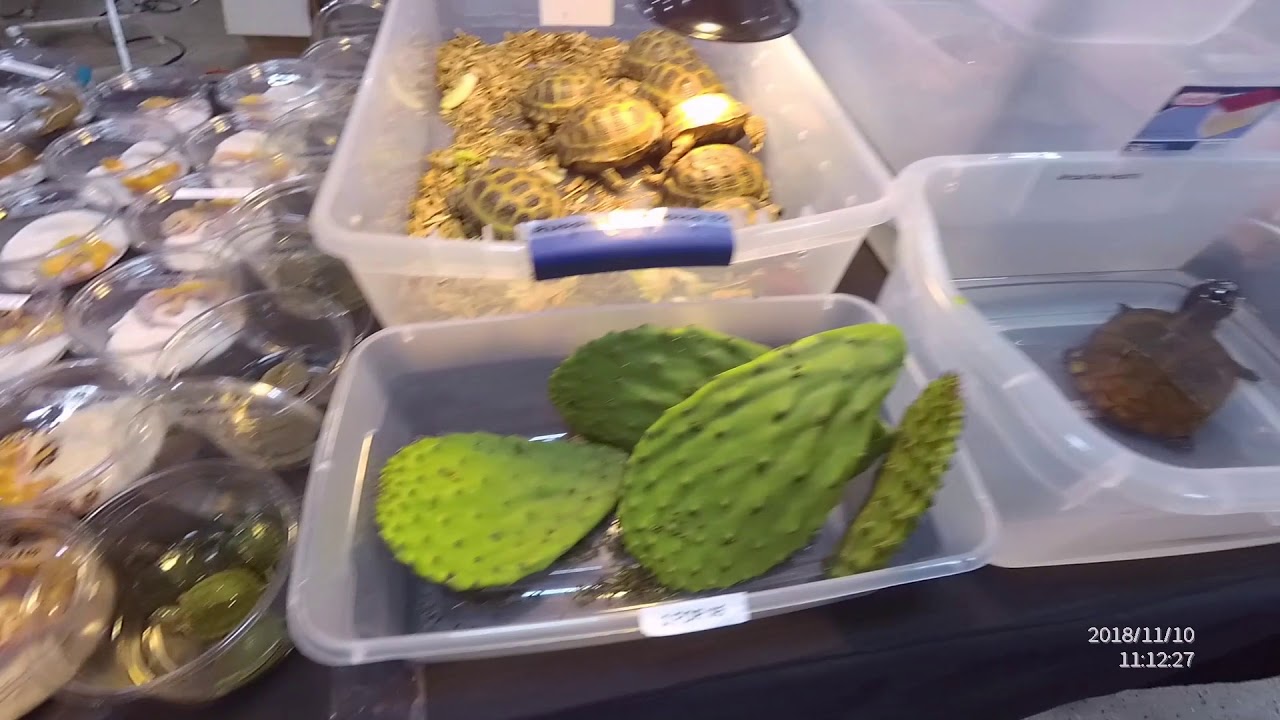 camera iphone 8 plus apk Mid Atlantic Reptile Expo November 2018