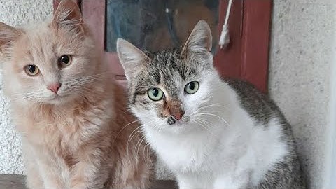 Cat fight! Se bat pisicile!