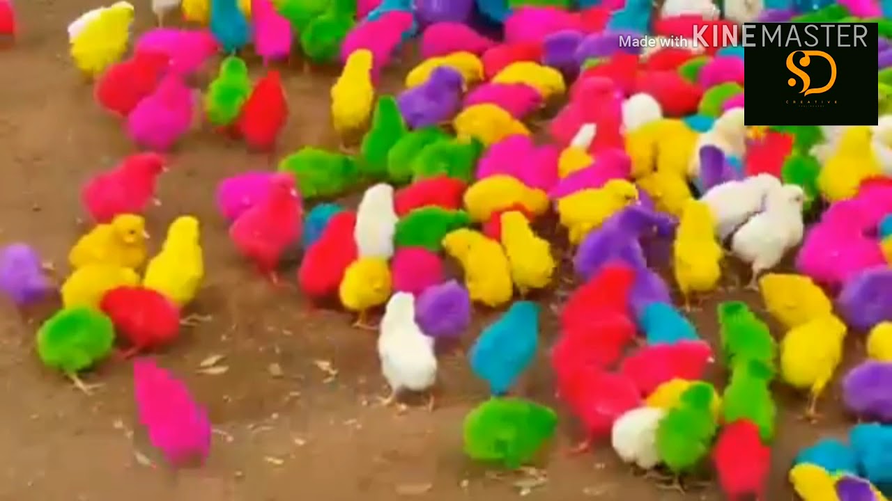 Lagu ANAK AYAMlucu banget 