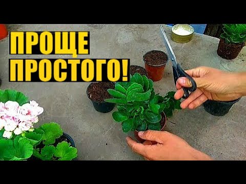 РАЗМНОЖЕНИЕ КАЛАНХОЭ ЧЕРЕНКАМИ. УКОРЕНЕНИЕ 100