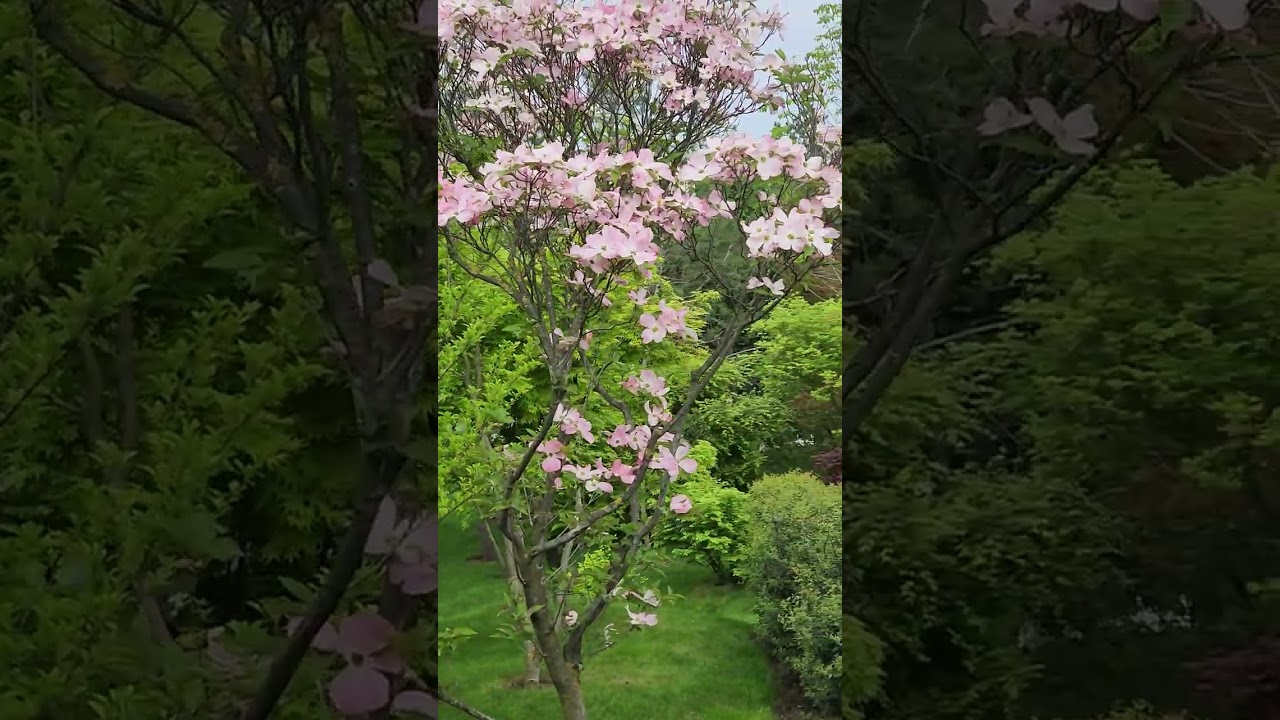 Японский Сад в Краснодаре. Japanese Garden in Krasnodar is a small Paradise. June 2023