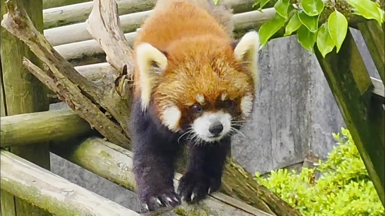 毛が抜けやすい個体のレッサーパンダのライト、他・・・】～Nishiyama