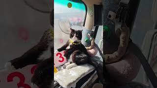 Boss Miao Paid for Shipping! Home for the New Year Adventure Cat