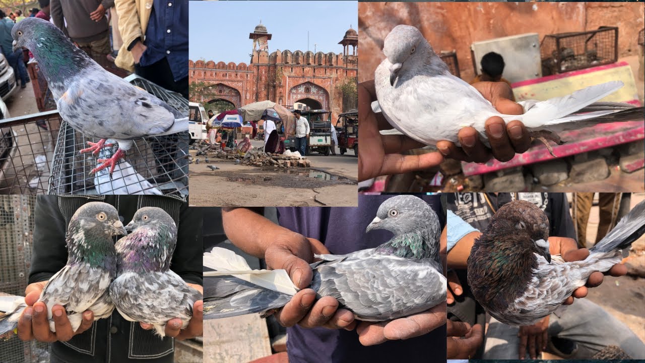 [27/2/26] आज का भाव 250₹ का कबूतर लिया कबूतर मार्केट्स से 