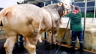 Top 14 heaviest bulls of 2023 | Brownie's Ranch