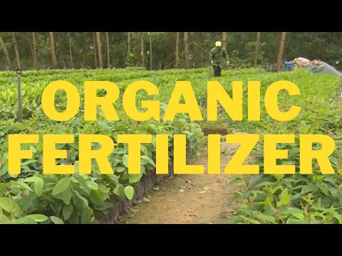 Organic fertilizer applied to many crops, used at the right time to increase productivity - NEC