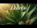 Leaves Lec 1 🌿