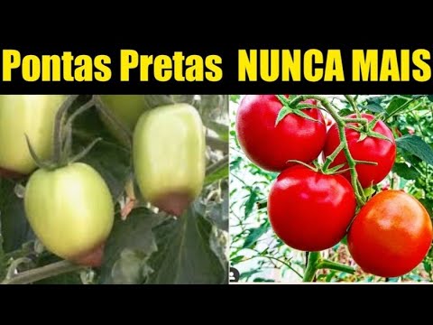 Vídeo: Caule ficando preto em tomates - Por que uma planta de tomate tem caules pretos
