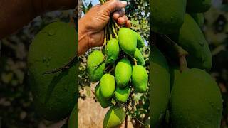 tangy and spicy mango 😋🤤‼️#trending #shorts #viral #food #recipe #reels #farming #harvest #short