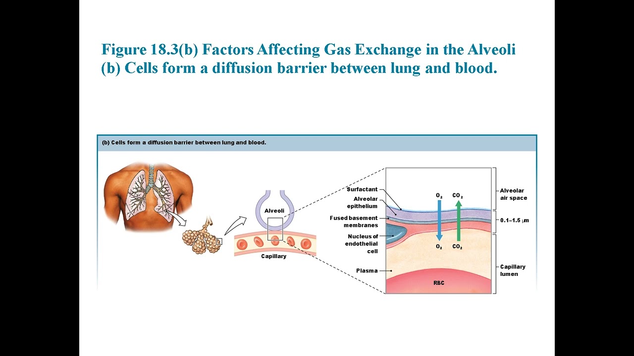 Chapter 18 : Gas Exchange and Transport: Oxygen, CO₂, and Respiratory Control Explained