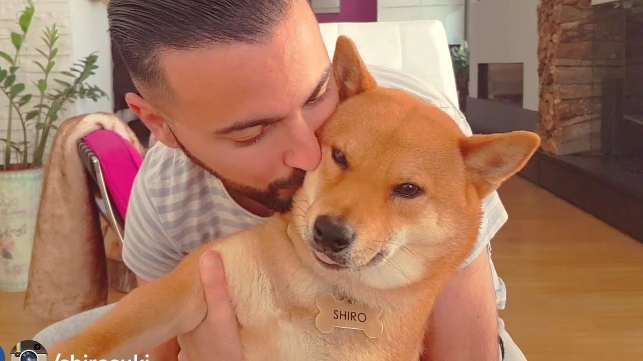 Shiro Taim Mlip Ep 88 Shiba Inu Puppies