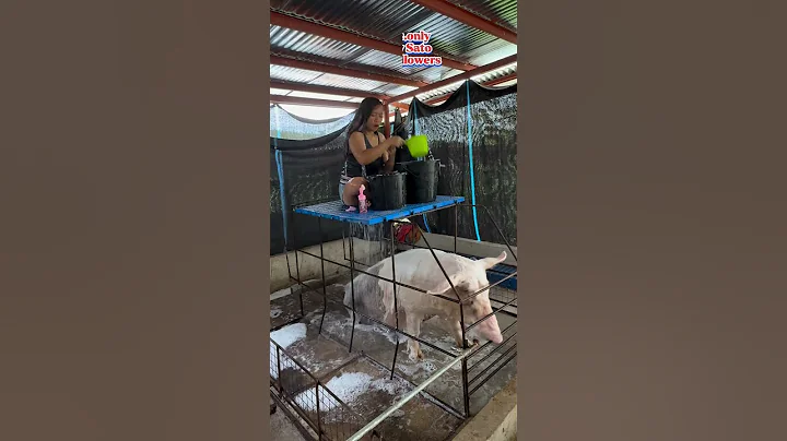 Pig Feed for Beginners | Farm Life Guide #pigfeed #farmlife #pig