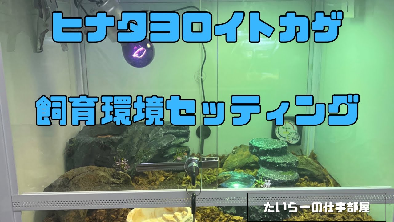 【新生体】ヒナタヨロイトカゲの飼育環境セッティング【セッティング】