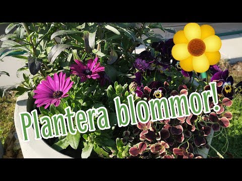 Video: Vilka Fleråriga Blommor Blommar Hela Sommaren