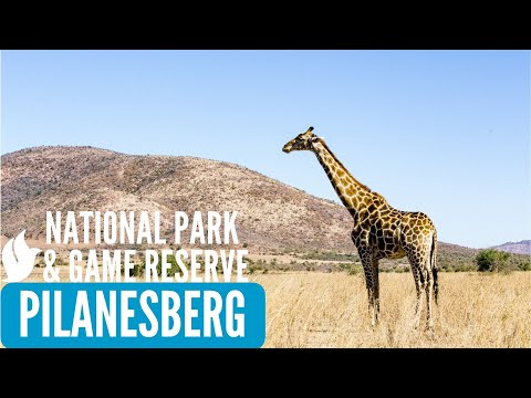 PILANESBERG NATIONAL PARK, SOUTH AFRICA | A Road Trip Video