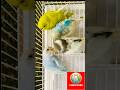 "What Our Budgies Do All Day 😂🐦 | Mochi, Booba, Button & Oreo" #birdlovers #petvlog #lovebirds