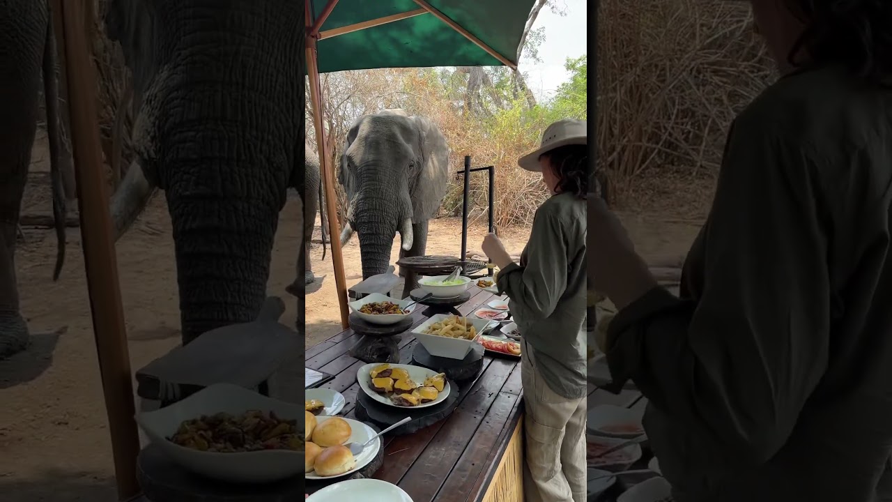 BREAKFAST with the ELEPHANTS in Mana Pools 