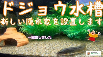 ドジョウ Youtube