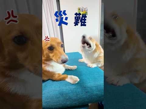 コーギー犬に絡まれた後輩犬が災難すぎる😖⚡️
