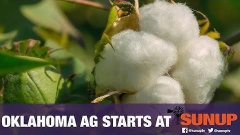 Comparing pivot & subsurface drip irrigation (8/11/18)