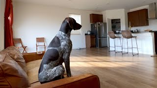 Leaving My Dog Home Alone | German Shorthaired Pointer | GSP Dog Vlog by Tundra The GSP 273,311 views 1 year ago 7 minutes, 42 seconds