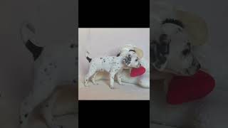 3.23.25 Meet Norma the Miniature Dalmatian! She’s estimated to weigh 19-23 pounds at maturity.