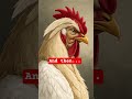 #chicken #song #liar