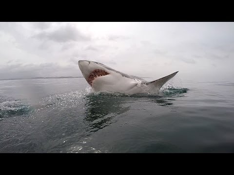 Vídeo: Life as a Shark Diving Guide na África do Sul