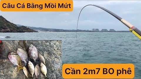 Câu Cá Biển Tự Nhiên, Câu Ghềnh, Mũi Gộp, Câu Cá Dìa, Cá Dò. TÝ FISHING ( Vietnamese fishing ).