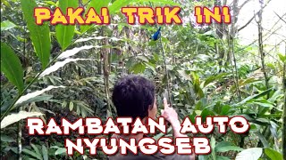 Trik Ampuh Pikat Burung Rambatan Paruh Merah