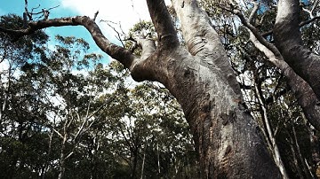 Cultural Introduction, 2024