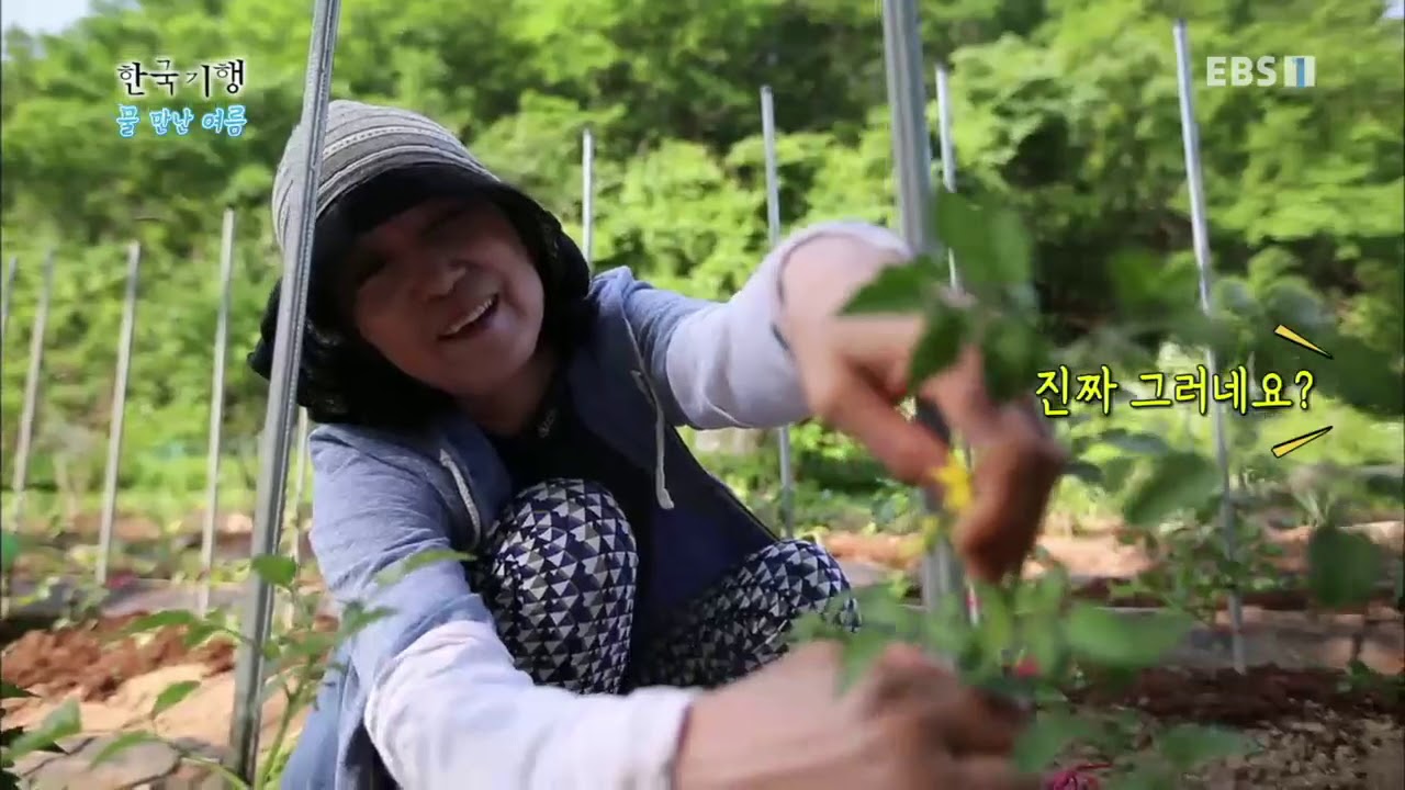 국내여행지 가볼만한곳 한국기행 - Korea travel_물 만난 여름 1부 비밀의 계곡_#002