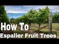 How To Espalier Fruit Trees | Training Branches To Fit More Trees Into Small Gardens