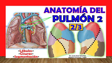 ¿Qué función cumplen los lóbulos pulmonares?