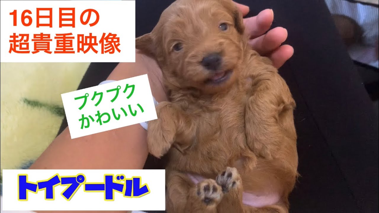 子犬動画 犬の出産から1617日目 トイプードルの子犬 Puppies Puppylove My dog had