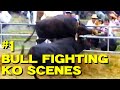 沖縄闘牛大会の打ち倒し名場面集1 【Đấu bò】【bull fighting】【TOROS】【KORIDA】 #鬥牛 #Korida