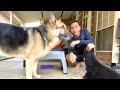 GSD Food Training | Indian Vlogger | Hindi Vlog | German Shepherd | This Indian GSD