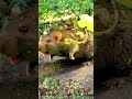 Ratistol (PokéPoop #7) 🐀☢️
