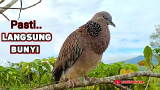 Download Lagu Suara Burung Tekukur Pikat Ampuh Memancing Lawan Supaya Bunyi  MP3