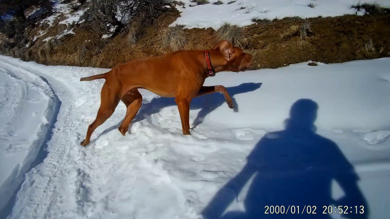 cooper-the-vizsla-youtube