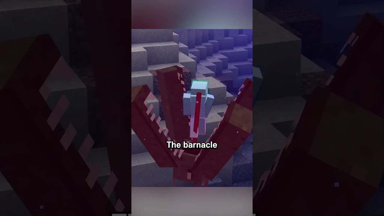 barnacle