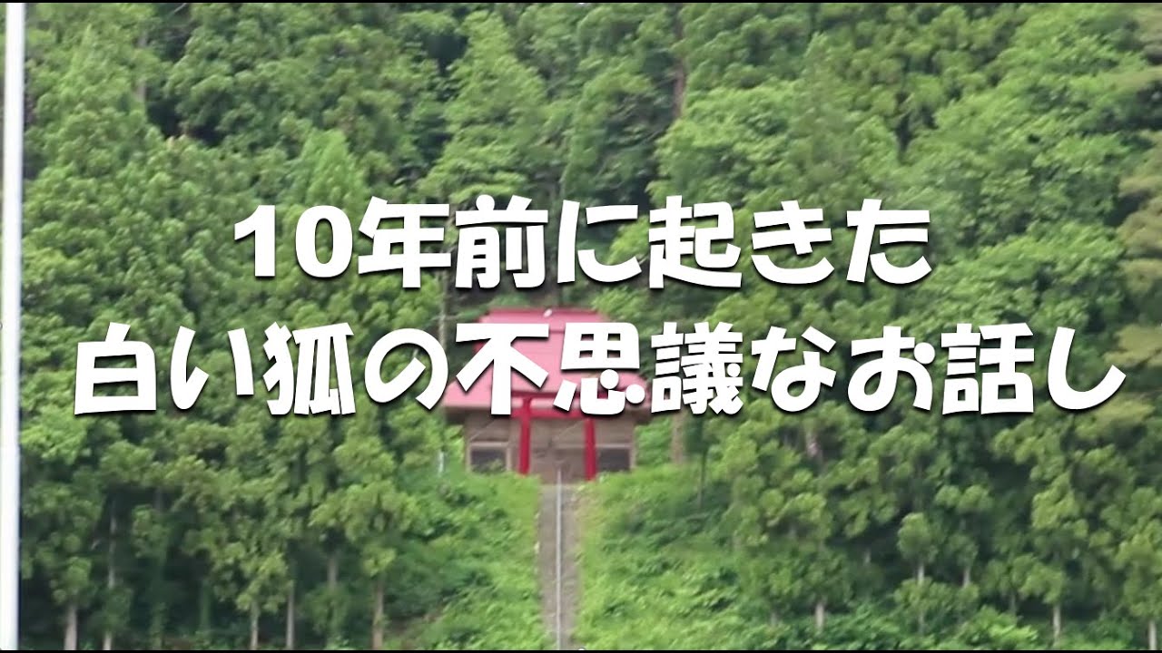 The mysterious story of the white fox that happened 10 years ago