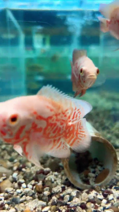 Albino baby oscar fish!