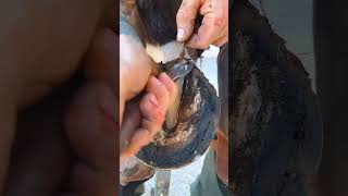 Satisfying horseshoe trimming. #horse #farriers #asmr