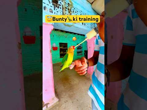 Parrot training video // 🦜Bunty ki training videos #birds #lovebirds #parrot #shorts #youtubeshorts