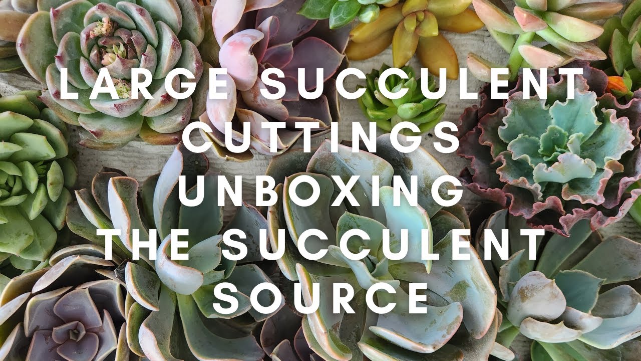 Colorful Large Succulent Cuttings The Succulent Source - YouTube