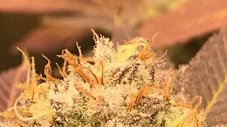 #Smokesesh #sponsored #innovatingplantproducts #nukeheads #unitfarm #ipp #sendnutes
