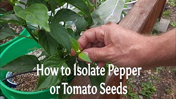 Isolating Pepper Seeds