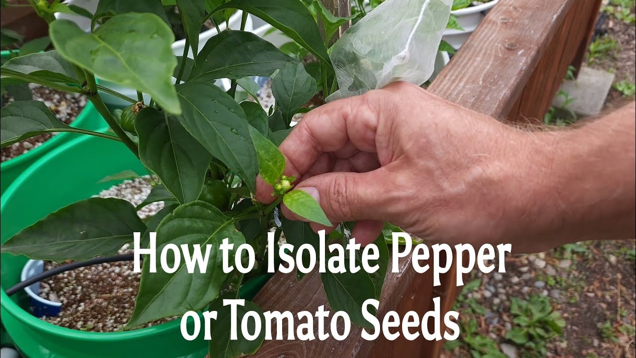 Isolating Pepper Seeds