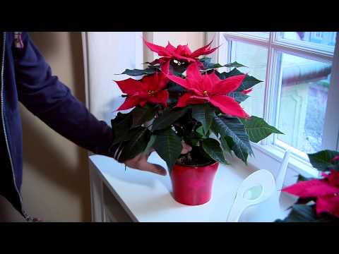 Video: Poinsettia (84 Photos): How To Care For Her In The House? How To Make The 